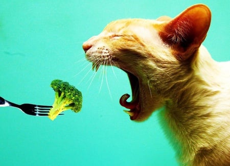 hungry cat - meal, eating, green, cat