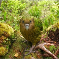 Kakapo