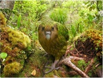 Kakapo