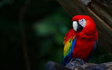 ~ A Living Rainbow ~ - bright, rainbow, feathers, red, parrot, colourful, bird