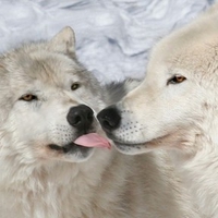 White Wolves In Love