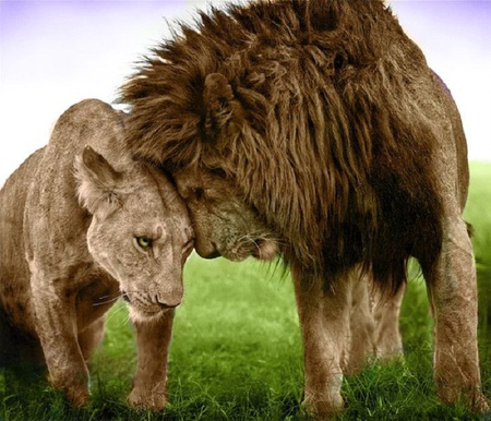 Endless love - love, partners, lion, emotional, lioness, influential