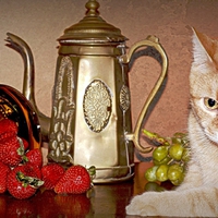 cat & still life for Kate