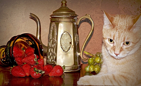 cat & still life for Kate - strawberries, beautiful, table, sitting, teacup, cat