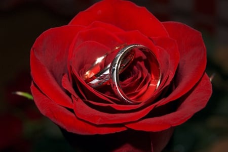 Rose and rings