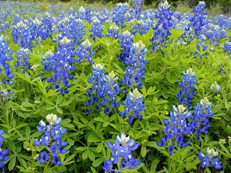 Blue flowers - nature, green, flowers, blue