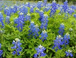 Blue flowers