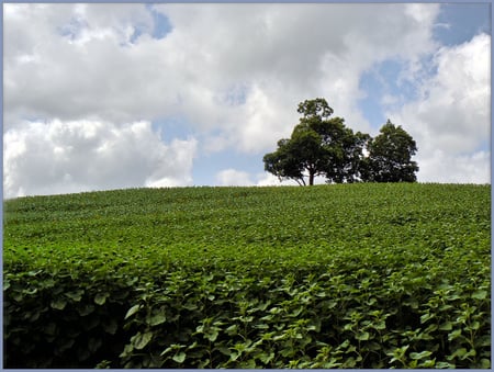 Trees - nature, forests, grass, trees