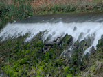 Small fall in forest