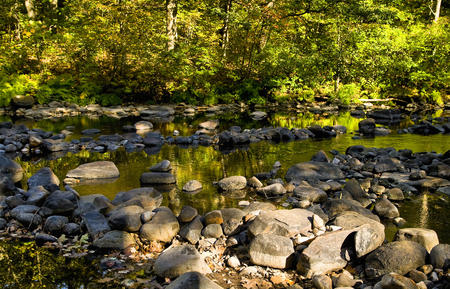 River rocks - nature, rivers, forest, rocks