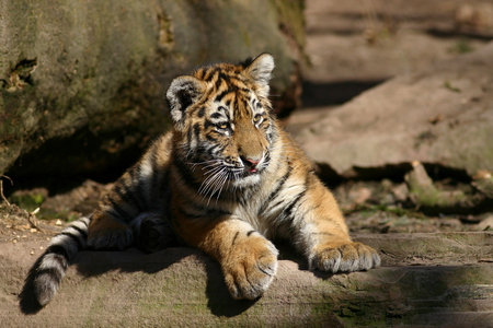 tiger - cute, tigers, baby, animals