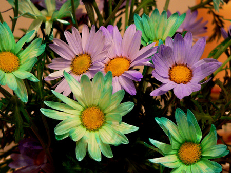 Colors - daisies, flowers, colors, nature