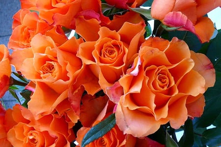 Orange roses - roses, flowers, orange, nature