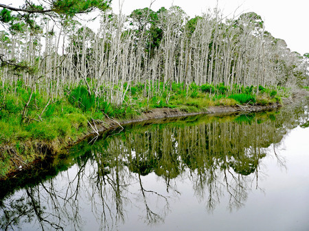 River - nature, rivers, forests, trees