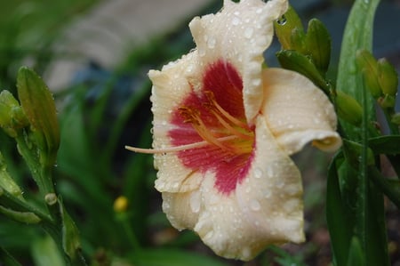 Flower - white, nature, flowers, pink