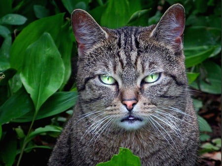 Green eyes - green, animals, eyes, cats