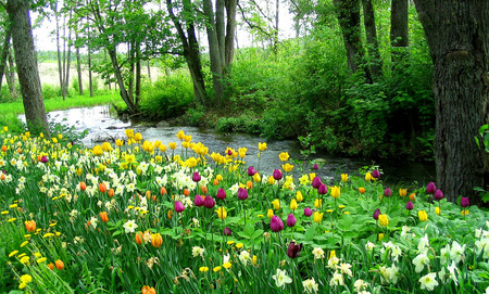 River and flowers - nature, rivers, flowers, forests