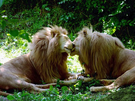 BROTHERLY LOVE - male, lions, care, mane, king, jungle, love