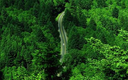 Into the green - nature, trees, car, forest, green, road