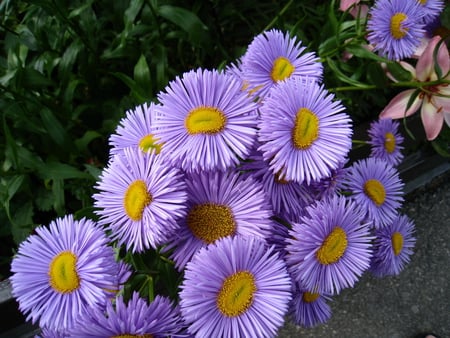 Summer - green, flowers, yellow, blue