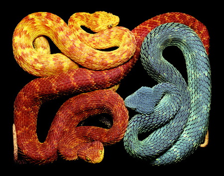 Pick your poison - snakes, yellow, green, orange, reptiles, poison