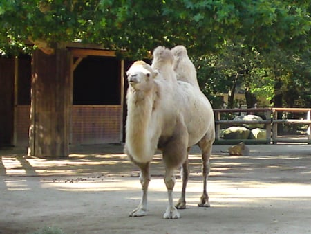 camel - animel, camel, brown, zoo