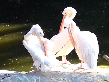 Pelican - animel, pelican, bird, zoo