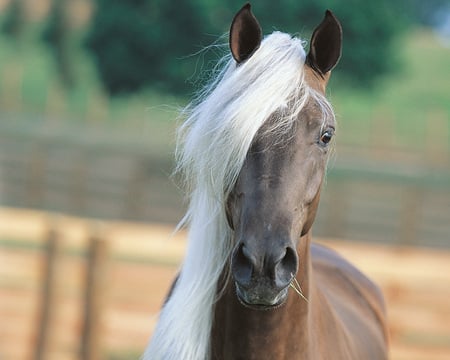 horse - i love horses, horse, horses