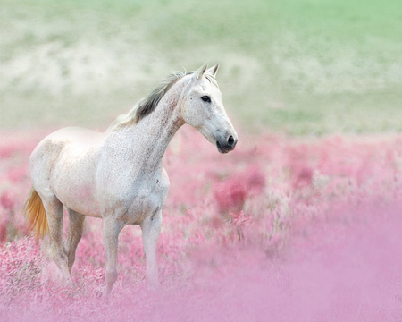 pink wonder - i love horses, horse, horses