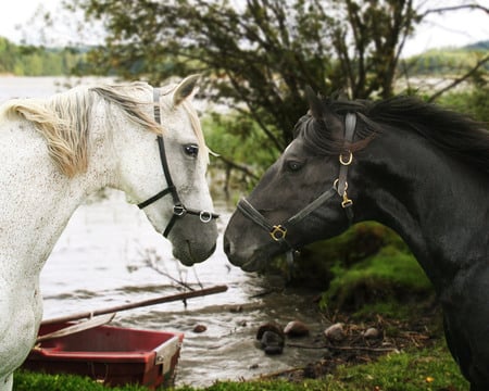 love - horses, horse, i love horses