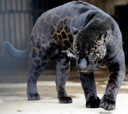 Panther