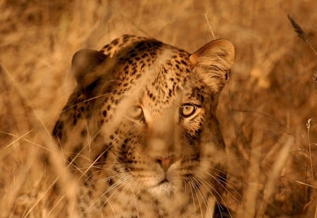 Beautiful Leopard