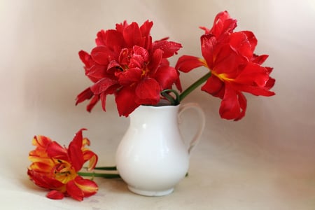 tulips - white, beautiful, red, tulips, still life, vase