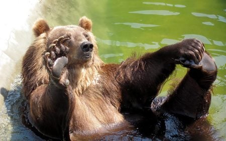 Lazing About - claws, bear, hair, water, large, paws, fir, brown, animal, europe