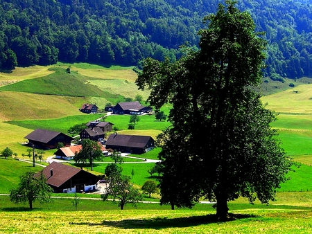 village tree - village, switzerland, nature, tree