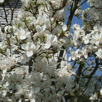 spring magnolia