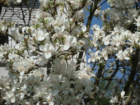 spring magnolia - nature, magnolia, tree, spring