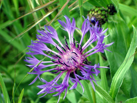 gentle - flower, nature, meadow, grass