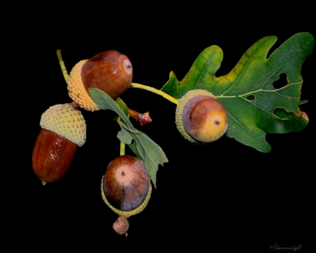 acorn - nature, acorns, oak, leaves