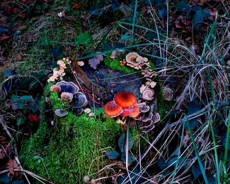 mushrooms - moss, mushrooms, colourful, nature