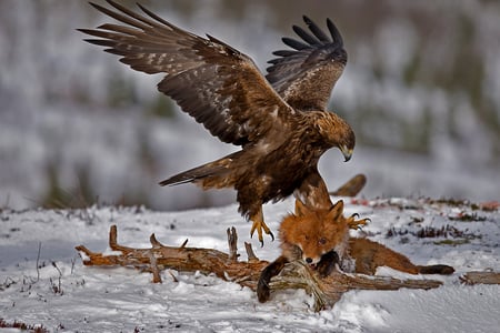 ,eagle,scare,heroe,gray, prey, fearless, one of the most beautiful silent eagles in the world ,! :)