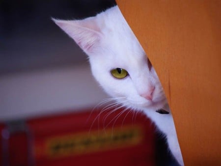 white cat - white, cuteness, beautiful, eyes, great, sweet, cat