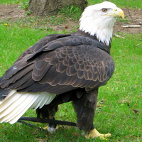 scare eaglle,green,black,white,readdy for action,angry,my favorite bird