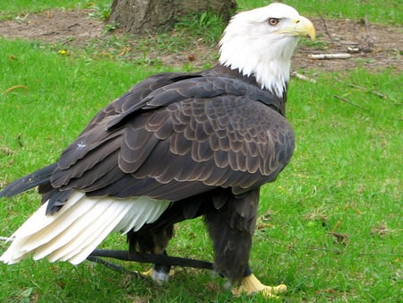 scare eaglle,green,black,white,readdy for action,angry,my favorite bird - black, readdy for action, angry, white, scare eaglle, green, my favorite bird