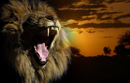 Lion - black, savanne, yellow, king, lion, light, sun