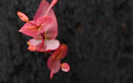 sprout for you friend Revelzetta - nice, beauty, nature, closeup, pink, flowers