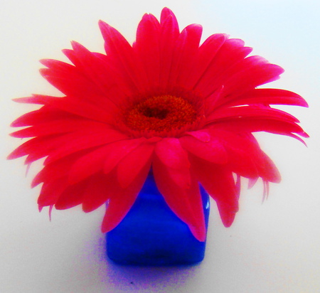 Red gerbera - beauty, popular, spring, sesons, vase, nature, gerbera, red, blue, beautiful, flowers, flower