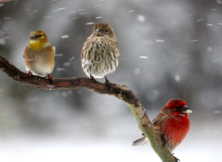 FREEZING BIRDS - ice, preety, branch, snow, winter, freezing, birds