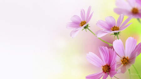 Cosmos - summer, pink, firefox persona, flowers, spring, cosmos, daisy