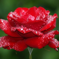 Red rose